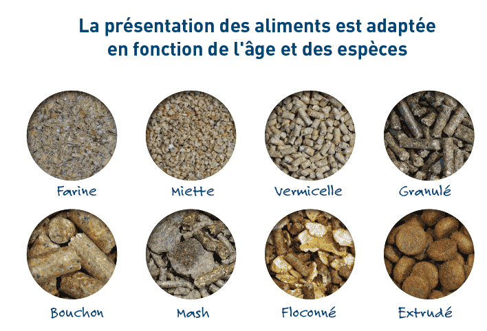 Aliments - Fève des marais - Guide des Aliments de A à Z - France Minéraux