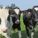 Comment augmenter la production laitière d'une vache ? Conseils, facteurs et rentabilité
