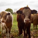 Comment éviter et soigner la diarrhée néonatale du veau ?